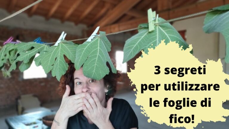 Latte di Fico: Benefici e Applicazioni sul Glande