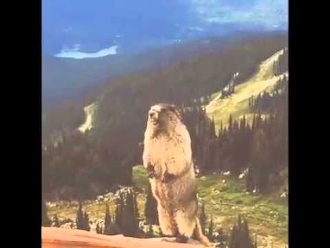 Scoiattoli, Castori e Marmotte: Un’affascinante esplorazione della fauna selvatica