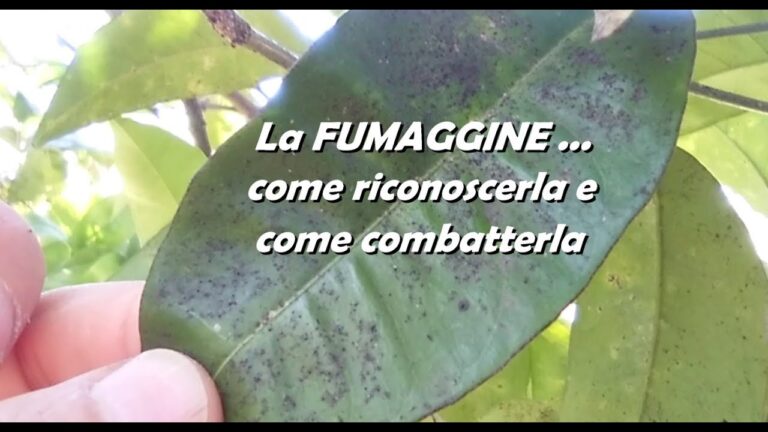 Macchie di ruggine sulle mani: cause e soluzioni