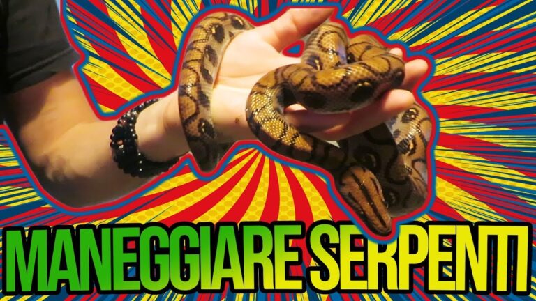 La Lingua della Serpe: Un’Analisi Ottimizzata e Concisa