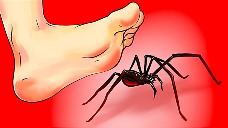 Come affrontare la presenza di un grosso ragno nero in casa