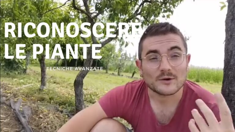 Piante con la lettera T: Una guida completa alle specie più interessanti