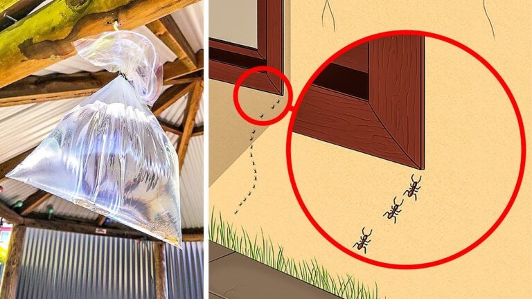 Insetti simili a mosche: guida alla identificazione