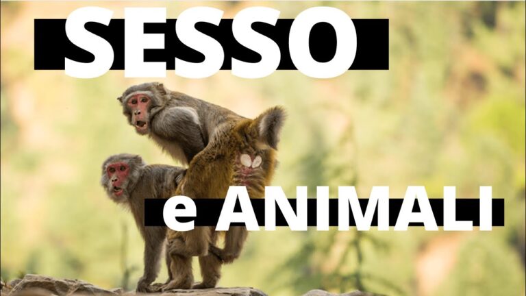Il fenomeno del sesso tra animali: analisi e implicazioni