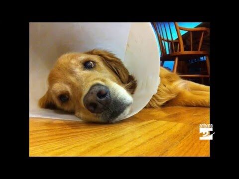 Escoriazione del naso nel cane: cause e trattamento