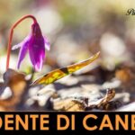 I Macronutrienti delle Uova: Un Superfood Nutrizionale