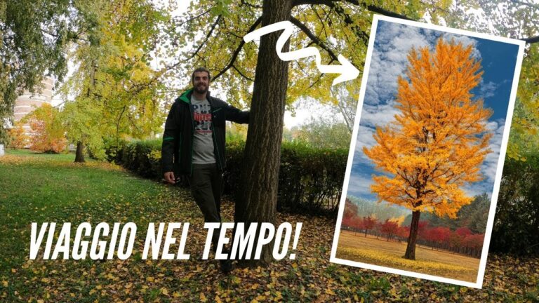 Foglie di Ginkgo Biloba: L’elisir per la mente