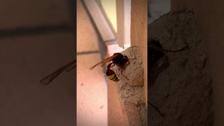 Vespa Muratrice: Costruzione Ottimizzata del Nido