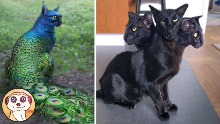 Gattini Strabici: L’adorabile fascino del loro sguardo