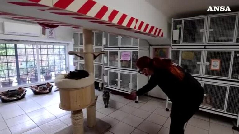 La Colonia Felina di Torre Argentina: Rifugio per Gatti Randagi a Roma