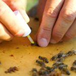 Benefici della Carnitina e B12 per Anziani