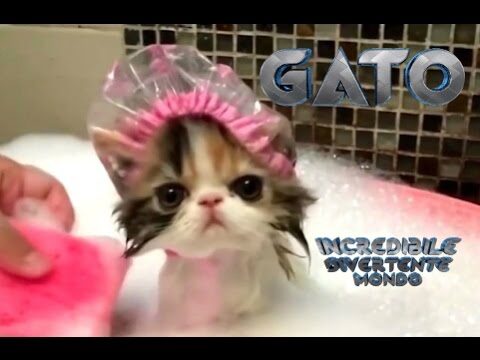 Buonanotte Gatti Divertenti: Spiritoso Intrattenimento Felino
