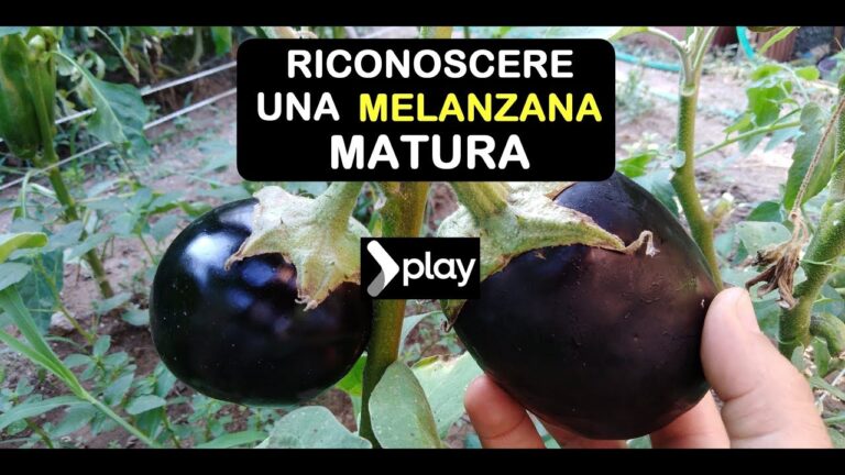 Melanzana in crisi: quando le cose vanno male