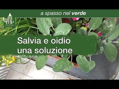 Salvia: le macchie bianche sono commestibili?