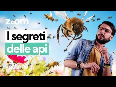Insetti che pungono ma non sono api