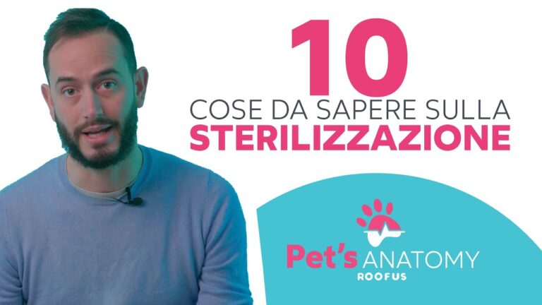 Sterilizzazione Cane Femmina: Guida alla Convalescenza