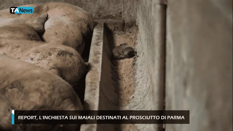 L’acqua ossigenata nei maiali: benefici e precauzioni