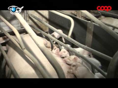 Comportamento alimentare dei maiali: cosa fanno in cerca di cibo