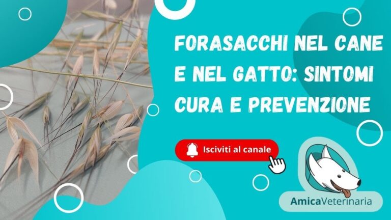 Il mistero del gatto buco nella pelle
