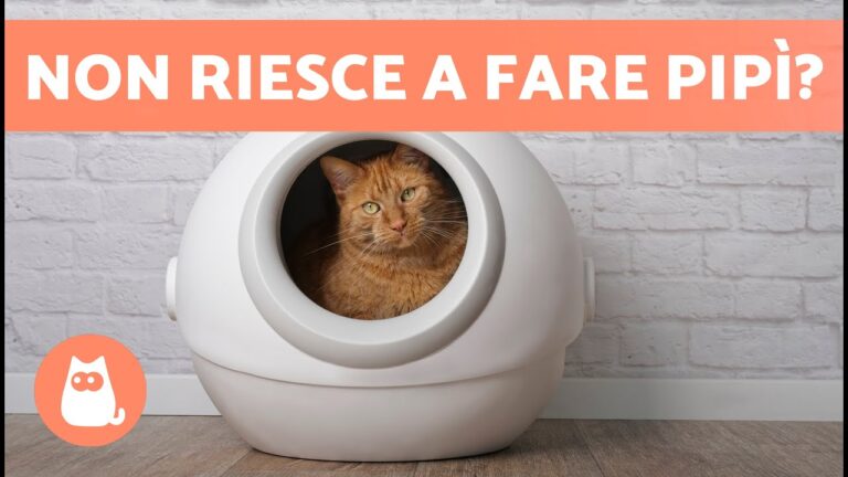Urgenza: Gatto non fa pipì da 12 ore