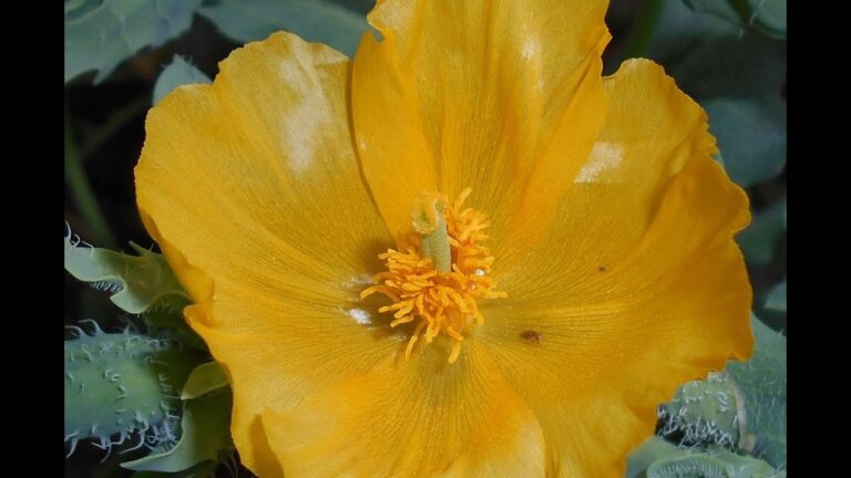 Un fiore simile al papavero: caratteristiche e curiosità