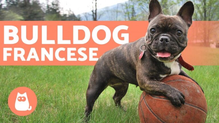 4 razze di cani con faccia schiacciata: caratteristiche e curiosità