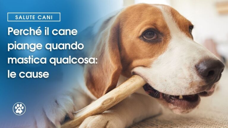 Trattamento dell’ascesso dentale nei cani