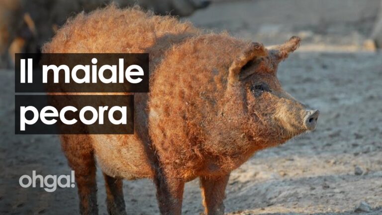 Guida al Prezzo di Maiale e Pecora: Confronto e Consigli