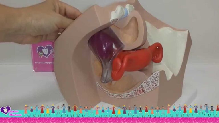 Coppette mestruale: la scelta ottimale per un ciclo sostenibile