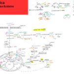 Livelli normali di PTH: cosa sapere