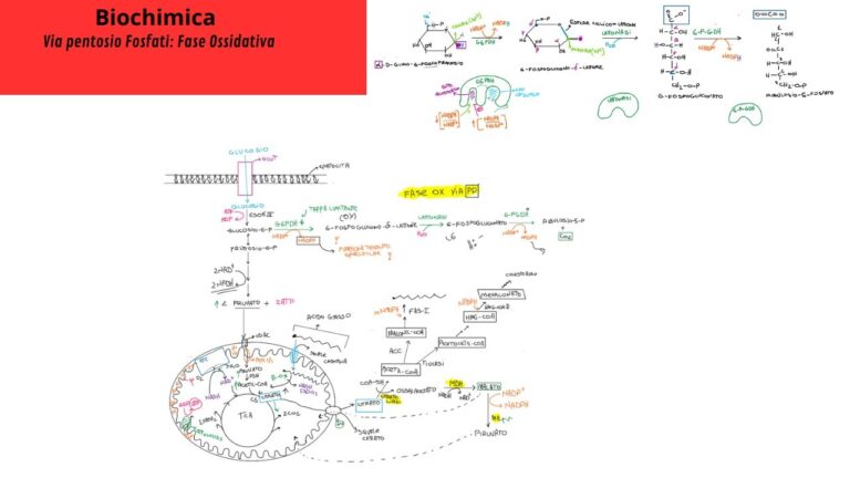 Guida completa sull’enzima malico