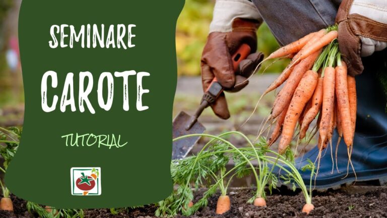 La Carota: Il Tubero Nutriente
