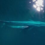 Rimedi per l’infiammazione della tendine di Achille
