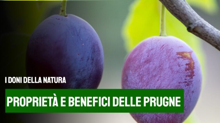 Conteggio calorico delle susine: tutto quello che devi sapere