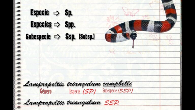 Significato di S.P.P.: Guida Completa
