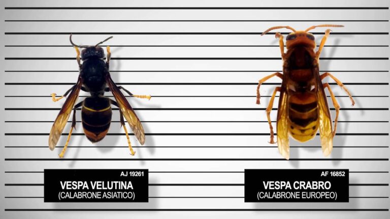 La Minaccia della Vespa Nera Gigante