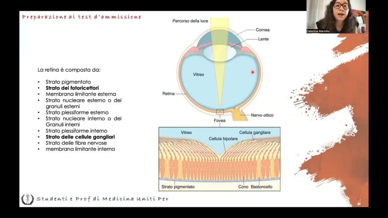 Evoluzione della Relazione tra Retina e Sclera
