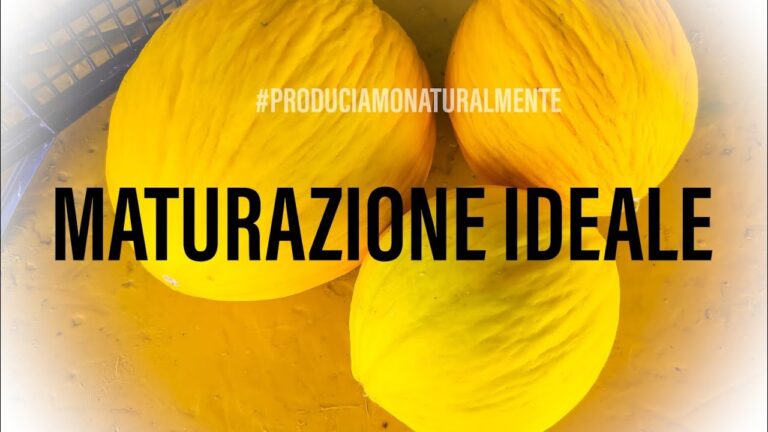 Meloni Gialli: Scopri le Calorie e i Benefici Nutrizionali