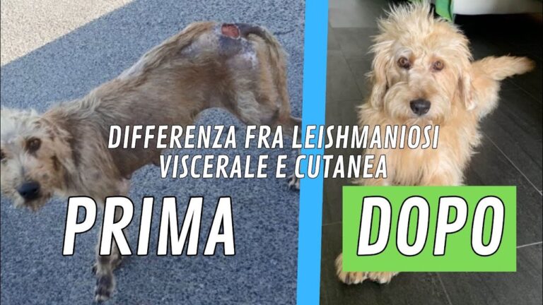 Leishmaniosi canina: tutto sulle lesioni cutanee