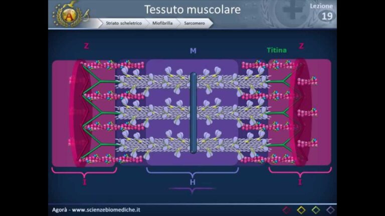Ruolo del Fascio di Fibre Muscolari: Un’Analisi Ottimizzata
