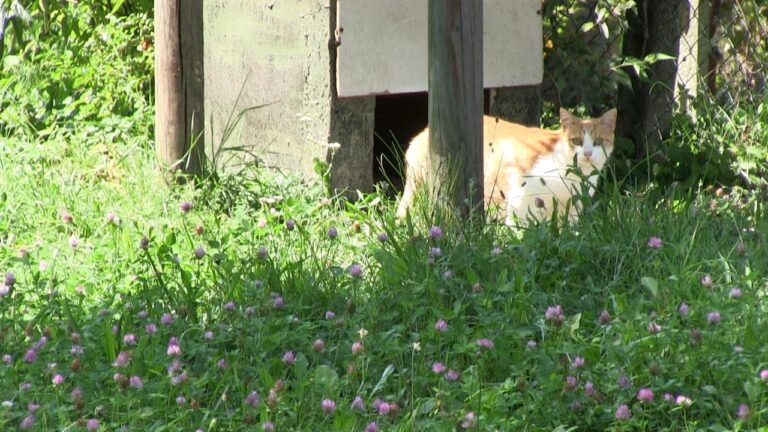 Sintomi della toxoplasmosi nel gatto: guida completa