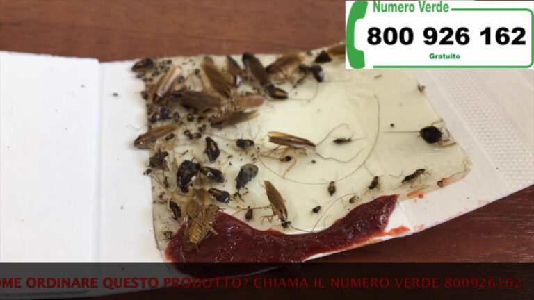 Mangiapane Insetto: Un’Alternativa Sostenibile e Nutriente