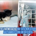Ruolo dell’anticorpo anti-citrullina nella patologia