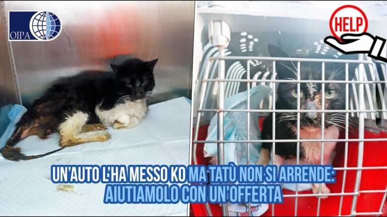 Necrosi della coda del gatto: cause e trattamento