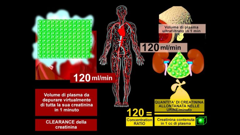 Massimizzare il Filtrato Glomerulare: Strategie ed Implicazioni