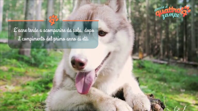 Brufolo Cane: Cause, Trattamento e Prevenzione