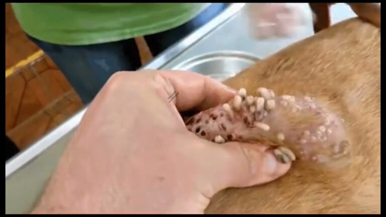 Guida completa alla cura del miasi cane