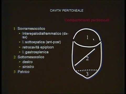 Anatomia dell’addome femminile: guida ottimizzata