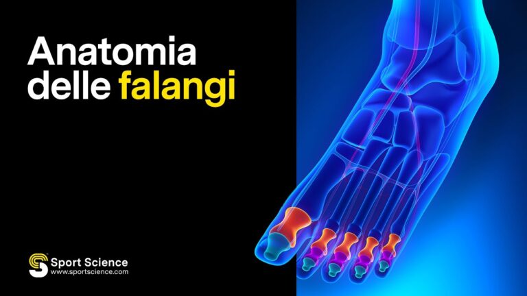 Falangi dei piedi: struttura, funzione e patologie