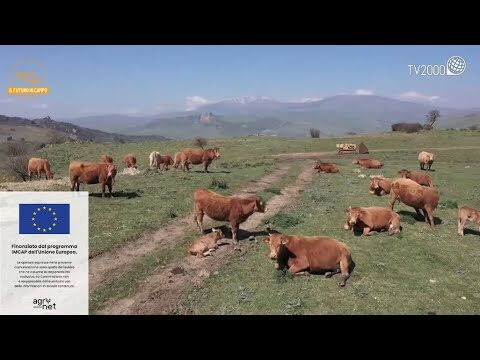 Pascoli Italiani: L’azienda Ottimizzata